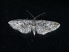 Eupithecia cocciferata